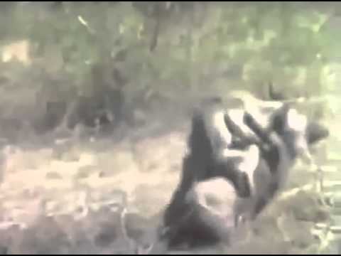 Youtube: Zwei Affen fahren Wildschwein