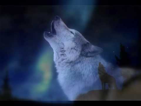 Youtube: Kanada: Wolfsgeheul