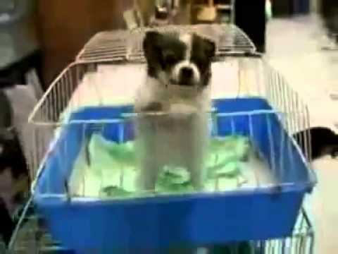 Youtube: Hund schreit aua...lustig