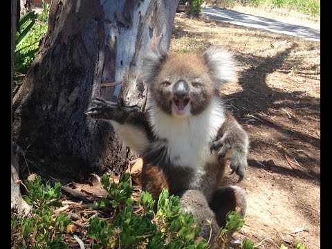 Youtube: Koala Gets Kicked Out Of Tree and Cries!