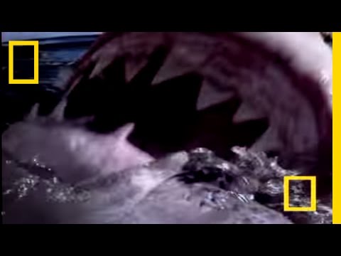 Youtube: Great White Shark | National Geographic