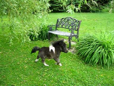 Youtube: Oréo cheval miniature nain, Dwarf horse. Drôle de petit chien!! au ranch BBSM .