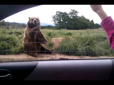 Youtube: Polite Bear Waves Hello - a waving bear
