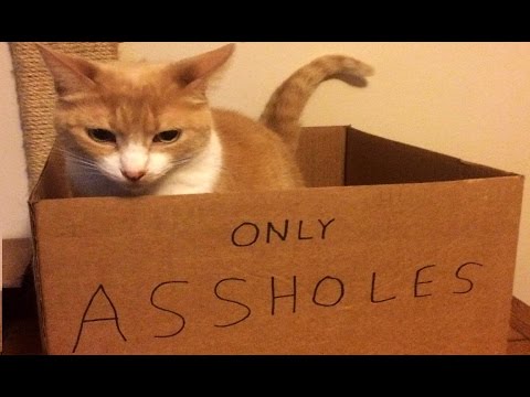 Youtube: Asshole cats compilation