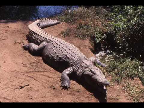 Youtube: Interior Crocodile Alligator FULL SONG!!!!!
