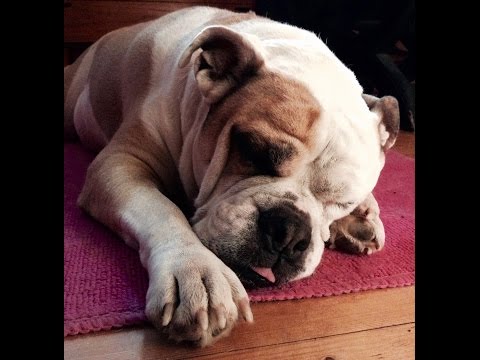 Youtube: Dog Trying To Stay Awake