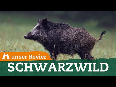 Youtube: Tipps zum Ansprechen von Schwarzwild bei der Drückjagd | unser Revier | #76