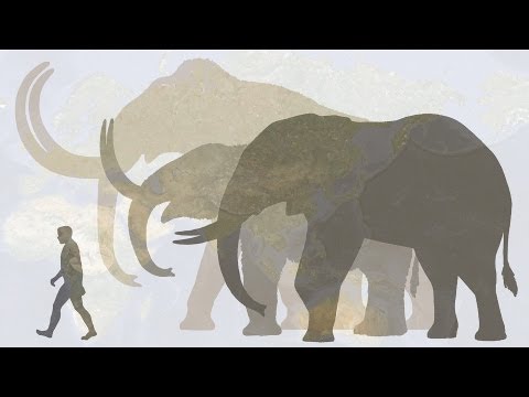 Youtube: Hendrik Poinar: Bring back the woolly mammoth!