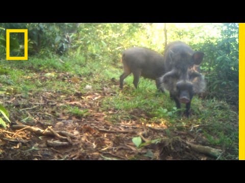 Youtube: Rare Pigs Caught on Video for the First Time | National Geographic