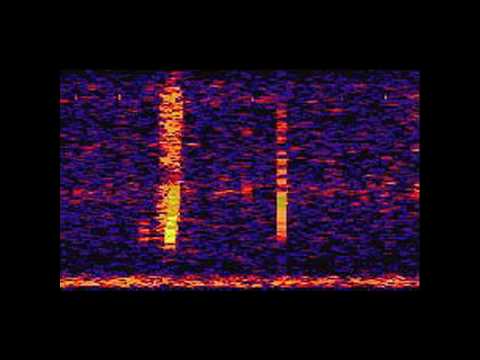 Youtube: The Bloop: A Mysterious Sound from the Deep Ocean | NOAA SOSUS