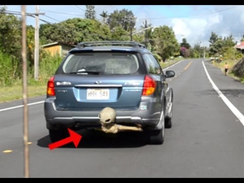 Youtube: UFO Sighting Alien Creature Hides Under Moving Car! Is This An Alien Carjack? Controversial Footage!