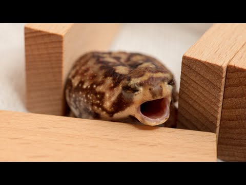Youtube: Yawning Round Frog.