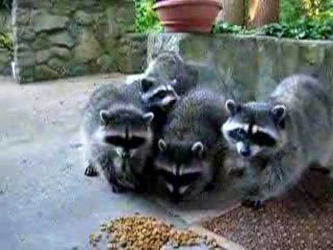 Youtube: Racoons