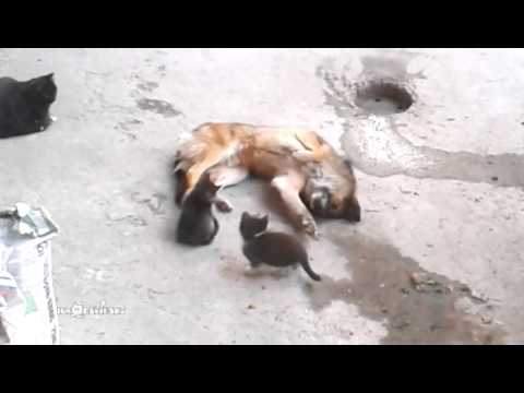 Youtube: Mother cat with kittens came to old friend / Кошка привела котят к своему другу