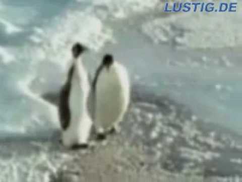 Youtube: Frecher Pinguin