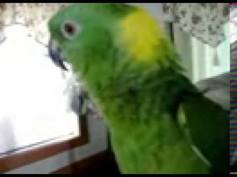 Youtube: Papagei singt besser als so mancher DSDS Kandidat