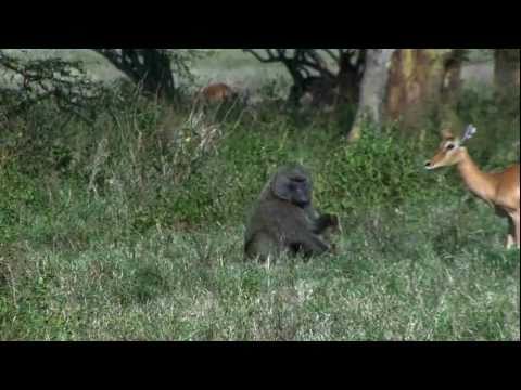 Youtube: Baboon eating Baby Impala alive