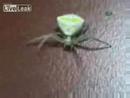 Youtube: alien spider