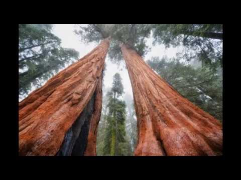 Youtube: Es gibt keinen Wald auf der Erde Teil 1 - SOB edit LQ