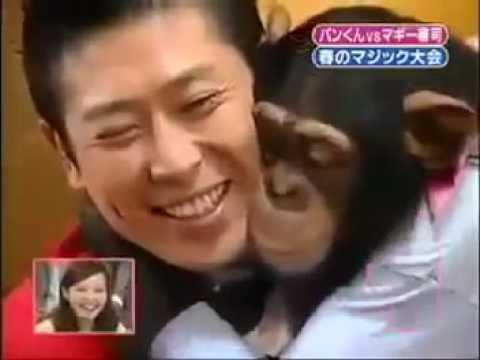 Youtube: Chimp's Mind Is Blown By Magic Tricks