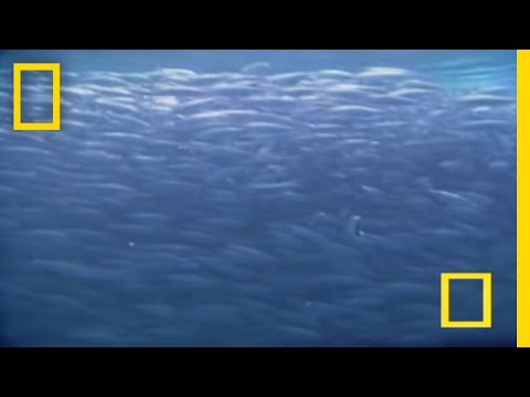 Youtube: Farting Fish | National Geographic