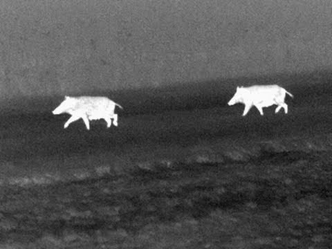 Youtube: Wildschweine verlassen Maisfeld | Wild Boars Leave Corn Field