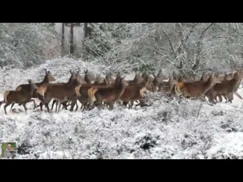 Youtube: Macy Gray  Winter Wonderland