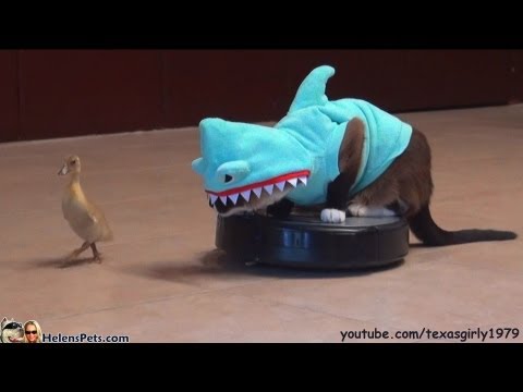 Youtube: Cat In A Shark Costume Chases A Duck While Riding A Roomba #CatOnRoomba