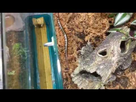 Youtube: New "Scolopendra hainanum" Teil 2