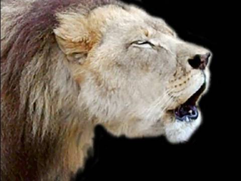 Youtube: LION ROAR! Big Cat TV