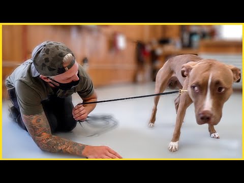 Youtube: TERRIFIED PITBULL'S LIFE CHANGED AFTER THIS...