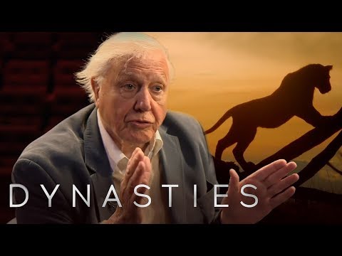Youtube: David Attenborough On Dynasties | BBC Earth