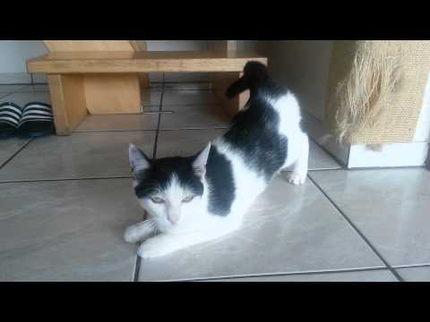 Youtube: Rollige Katze <i class=
