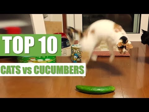 Youtube: TOP 10 CATS vs CUCUMBERS