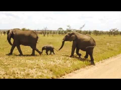 Youtube: Cute Baby Elephant doesn't want to cross the road