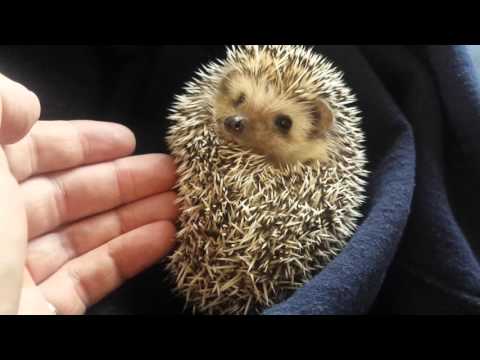 Youtube: Hedgehog waking up