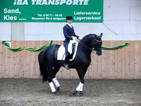 Youtube: Axis Trakehner Hengst v. Sixtus/ Angard/ Herzbube