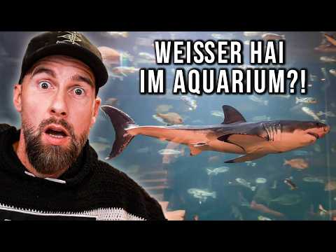 Youtube: WEISSER HAI in einem Café in Südkorea?! | Robert Marc Lehmann reagiert