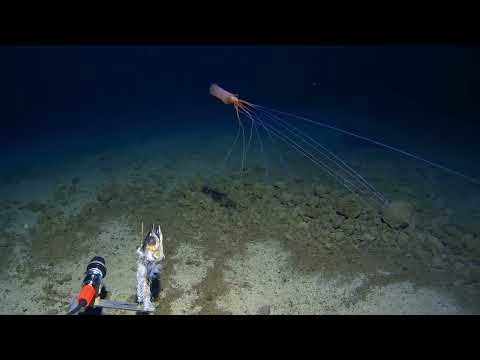 Youtube: Magnapinna - Bigfin squid. A rare sighting in the Tonga Trench!