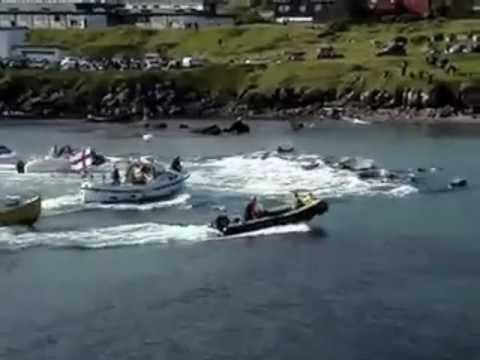Youtube: Walmord auf den Färöer Inseln - Killers of whales on Faroe-Island WDSF-Film (www.wdsf.eu)