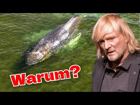 Youtube: Lasst Timmy in Ruhe! – Andreas Kieling über den Buckelwal in der Ostsee