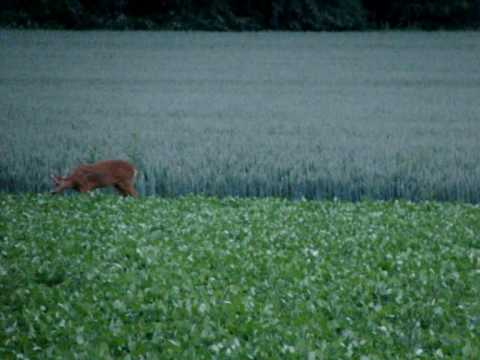 Youtube: Rehe (Capreolus capreolus) schrecken in der Nacht