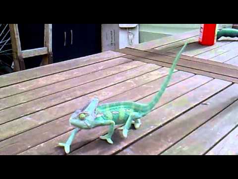 Youtube: Chameleon walking