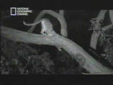 Youtube: leopard und kleine Affe
