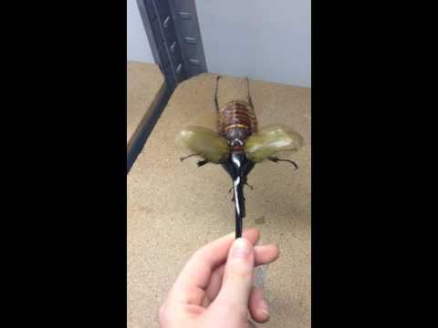Youtube: Largest Beetle in the World (Helicopter)
