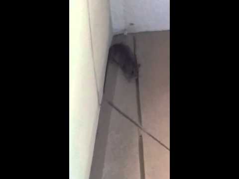 Youtube: Spider Rat climbing wall...