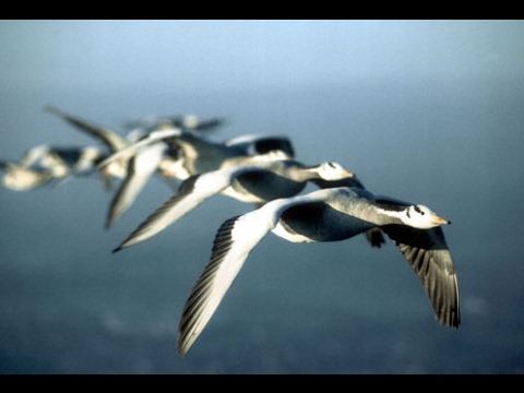 Youtube: Nick Cave - To Be By Your Side