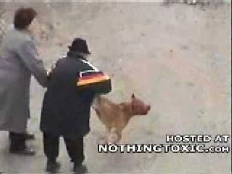 Youtube: Dog From Hell Attacks cant Die !!!