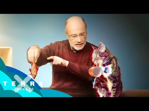 Youtube: Schrödingers Katze – Tot oder lebendig? | Harald Lesch
