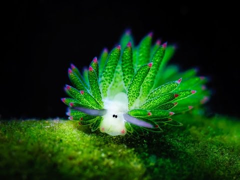 Youtube: Animaux étranges : Le Costasiella kuroshimae